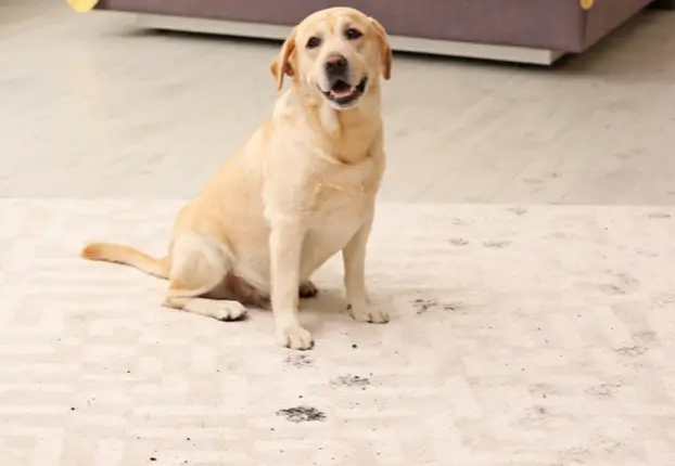 Shaw carpet living room Dong sitting | A&R Floor Supplies