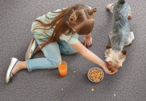 Shaw carpet office Carpet flooring | A&R Floor Supplies